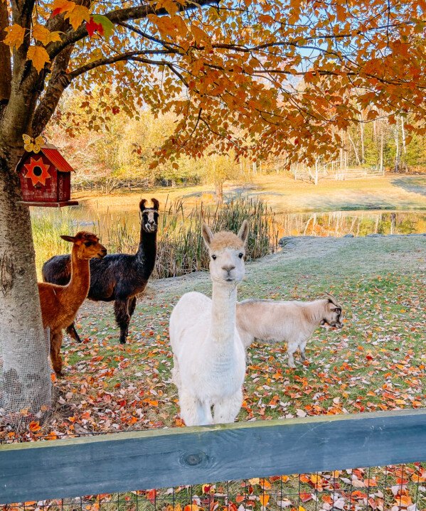 Alpaca and Goat Herd