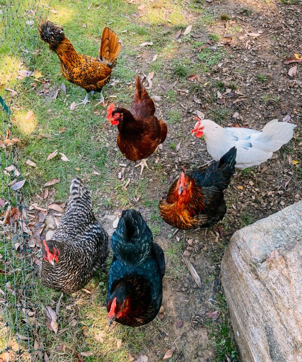 Backyard Chickens