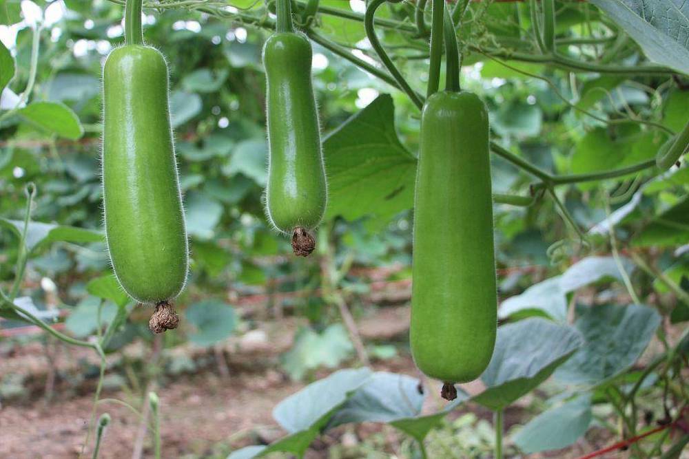 Chinese long squash growing on plant