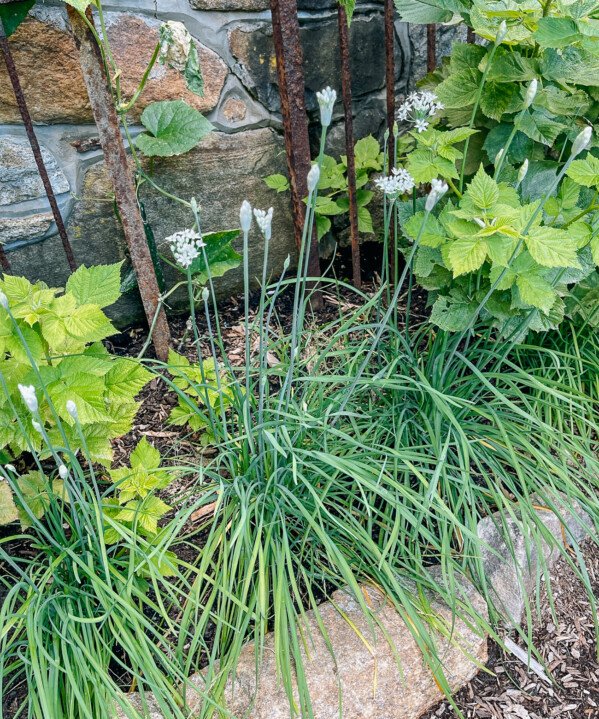 How to Grow Garlic Chives