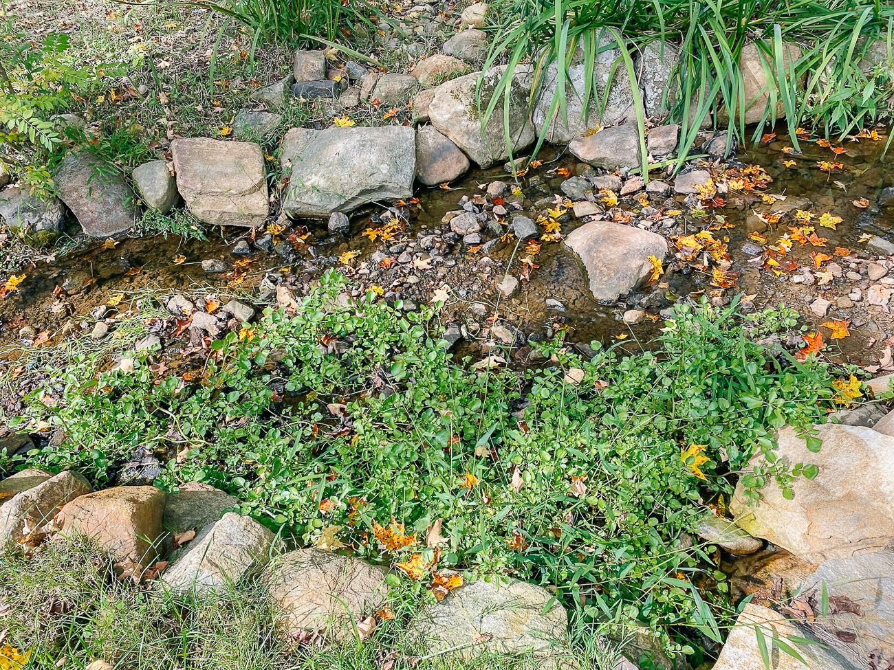 large patch of watercress