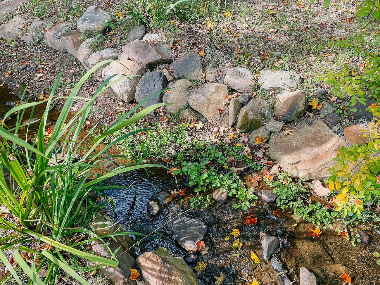 watercress growing in streambed