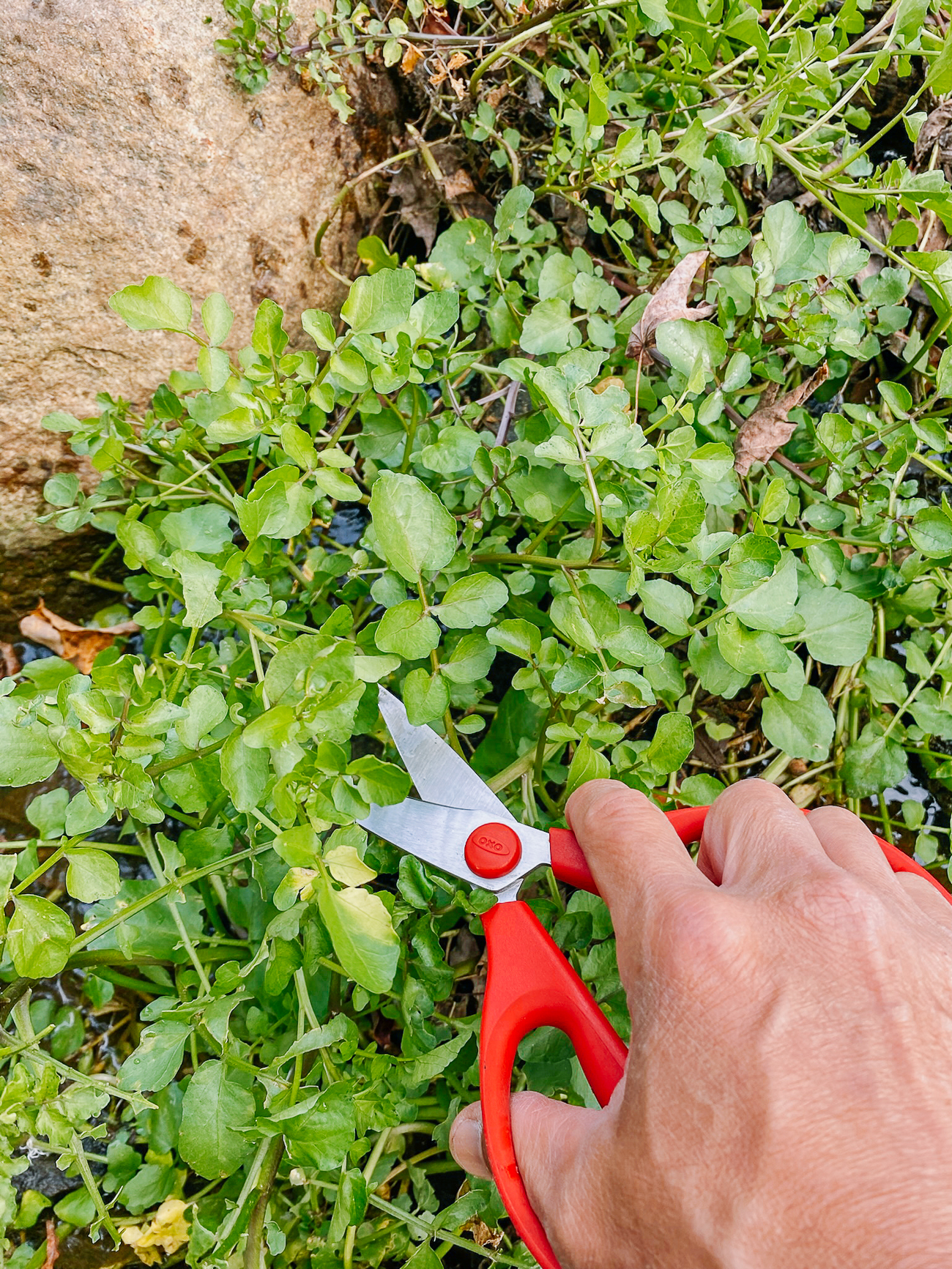 Harvesting watercress