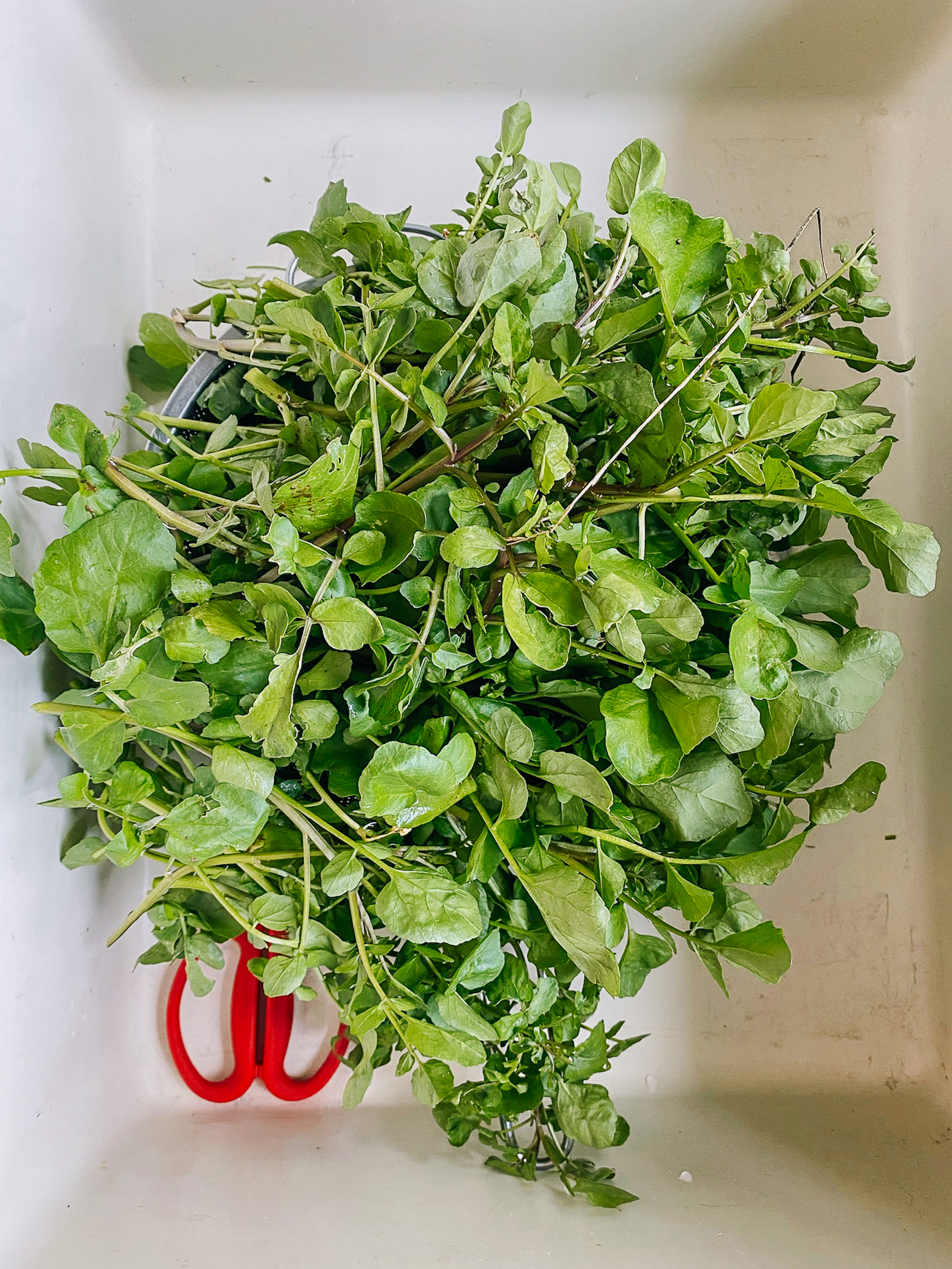 watercress harvest in sink