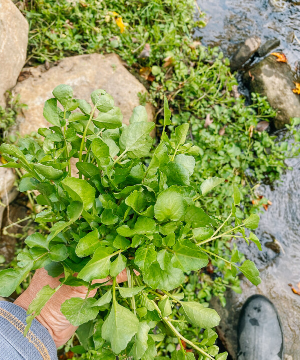 How to Grow Watercress