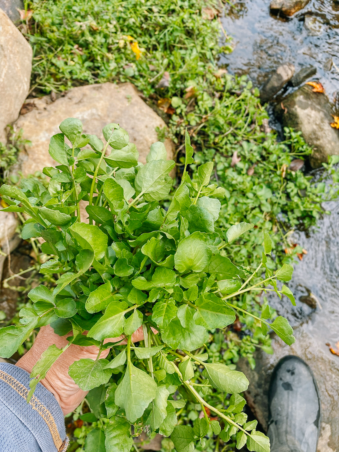 How to Grow Watercress