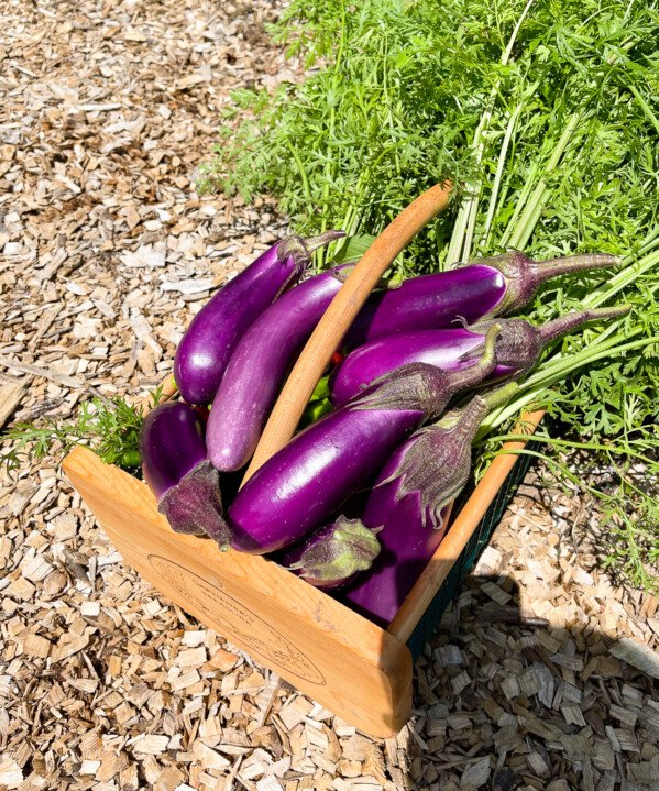 basket of harvested Chinese eggplant