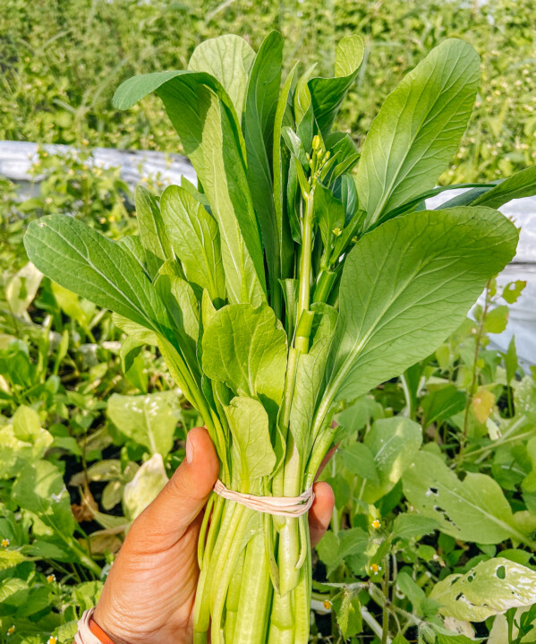 How to grow choy sum