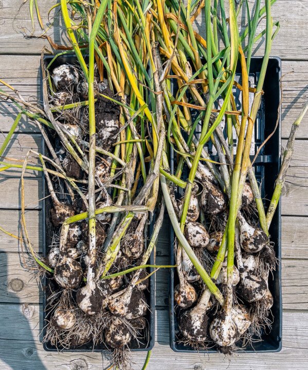 harvested garlic in trays