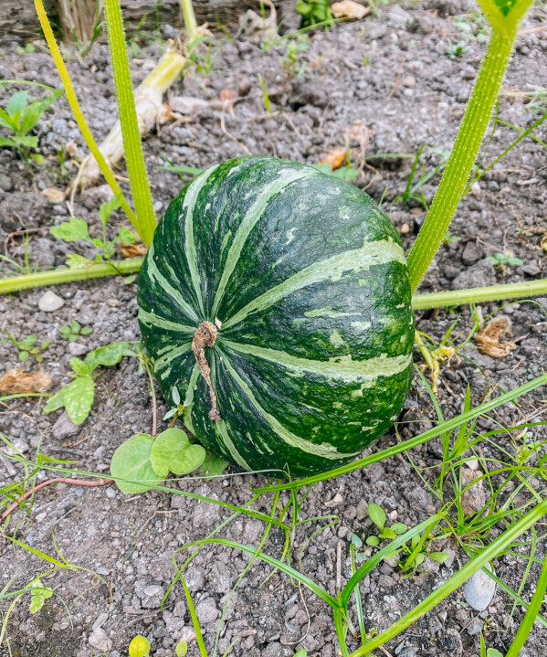 How to grow kabocha squash