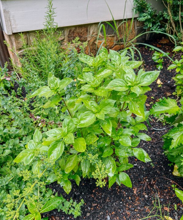 How to Grow Thai Basil