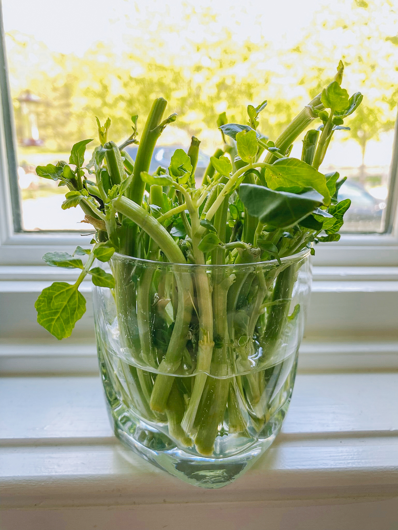 rooting watercress cuttings