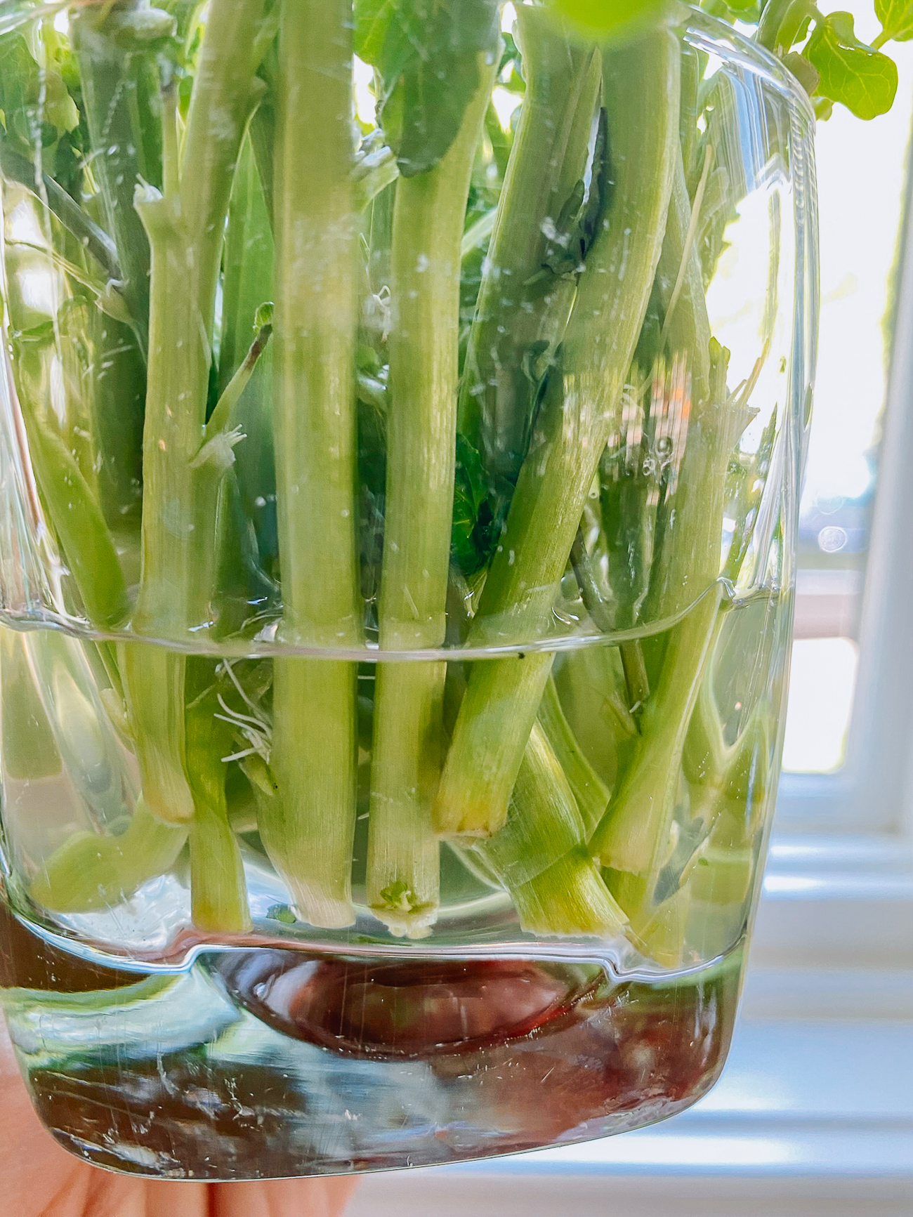 watercress cuttings with roots in a glass of water