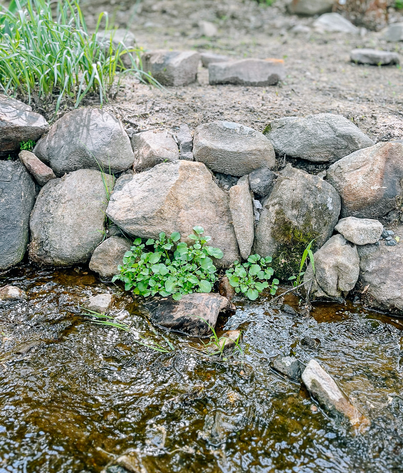 growing watercress