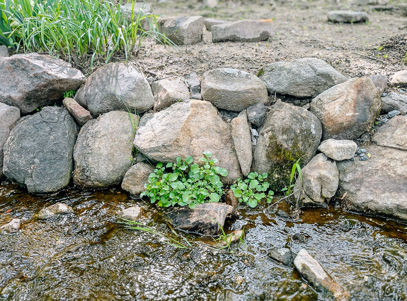 watercress growing in stream