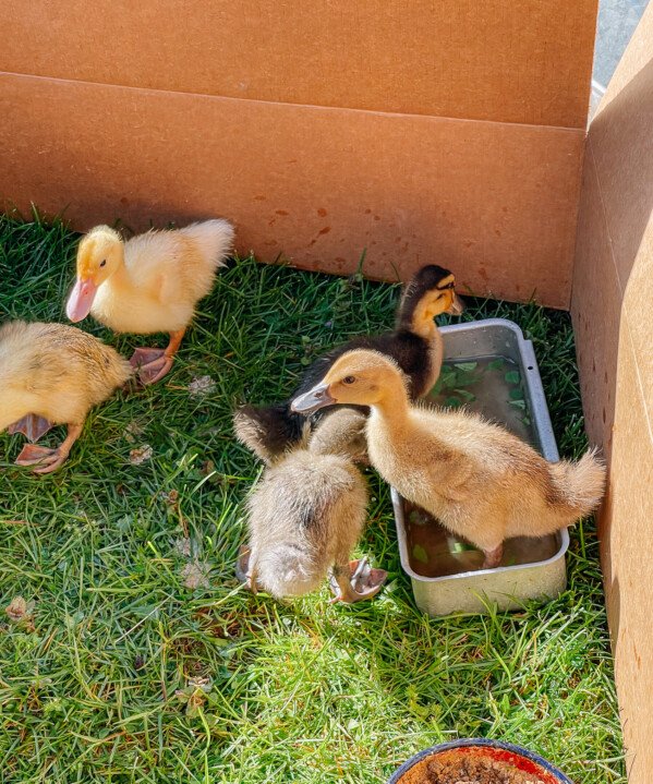 Ducklings outside in grass