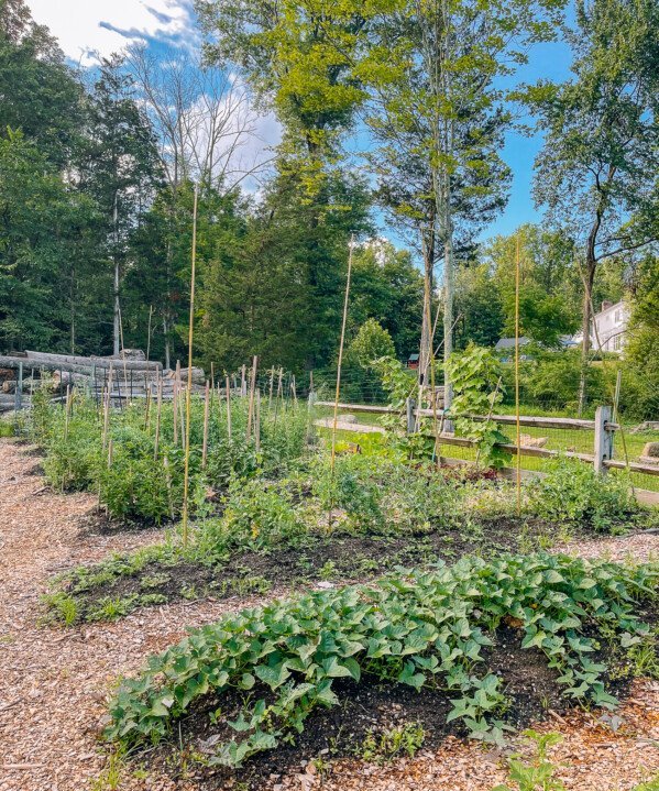 vegetable garden