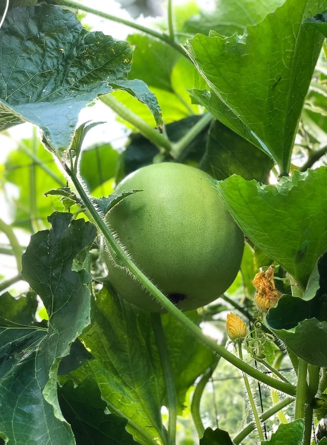 Winter melon plant, thewoksoflife.com