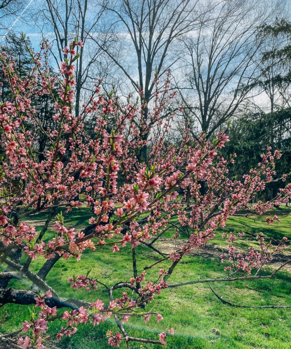 Peach Tree Blossoms