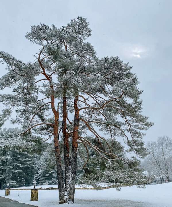 Winter scene