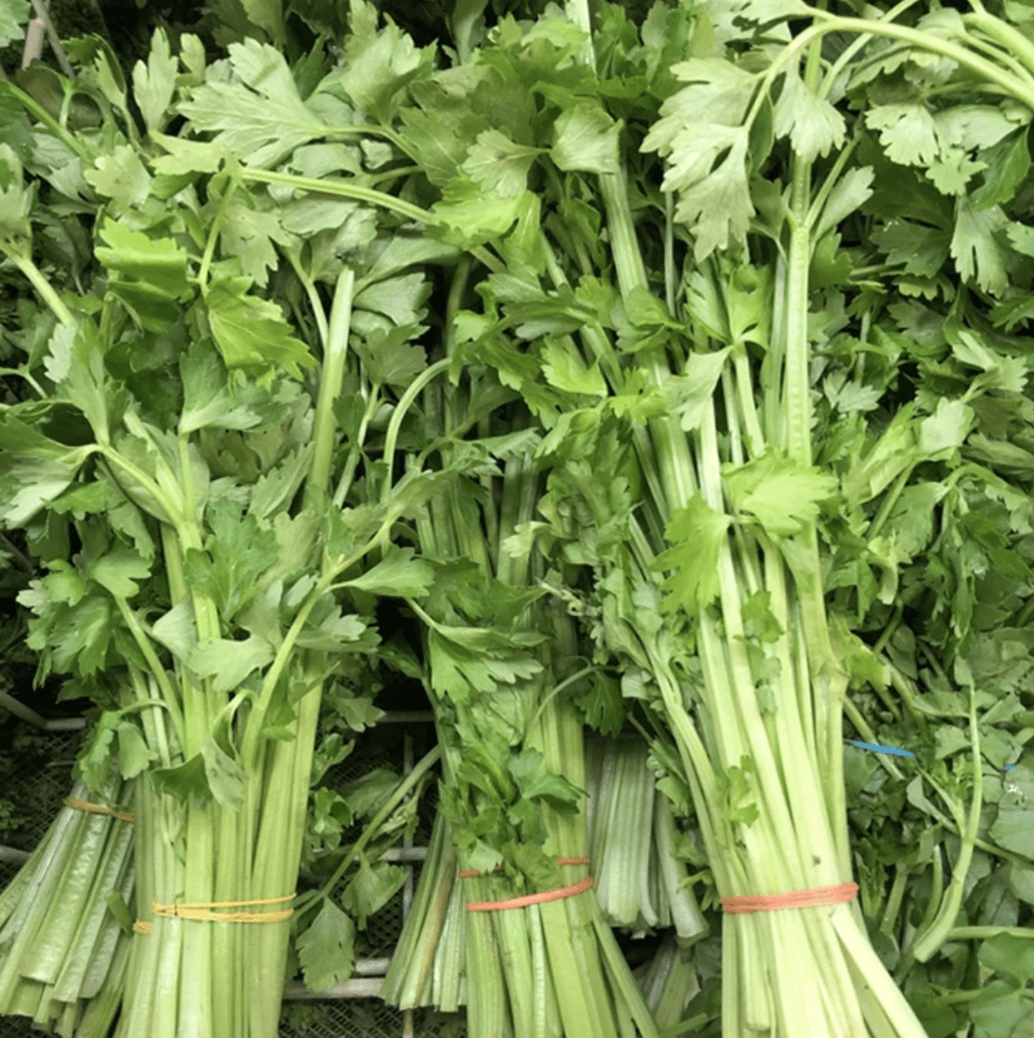 Chinese Celery